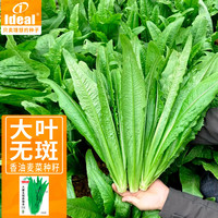 IDEAL理想农业 油麦菜种子大棵无斑香油麦种籽阳台盆栽蔬菜种籽10g*1袋