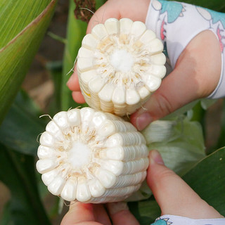 寿禾 水果玉米种子超甜大棒南方蔬菜籽 黄白甜玉米套餐3包