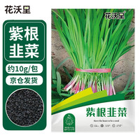 花沃里紫韭菜根种子10g/包 蔬菜种子家庭盆栽阳台办公庭院种植菜籽