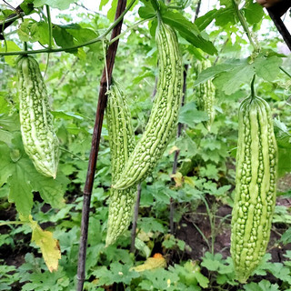 慎思苑菜苗蔬菜苗辣椒苗圣女果小番茄苗西红柿苗黄瓜西瓜草莓秧苗盆栽苗 苦瓜苗10颗+肥料