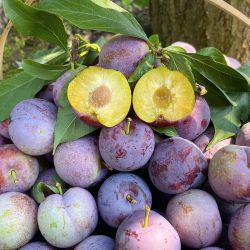 xianguolan 鲜菓篮 四川  五月脆半边红李子 5斤装  精品果