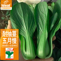 IDEAL理想农业 小白菜种子家庭盆栽阳台庭院四季蔬菜种子15g*1袋