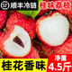 广东桂味荔枝净重4.5斤单果15g起新鲜当季水果桂花香味一整箱