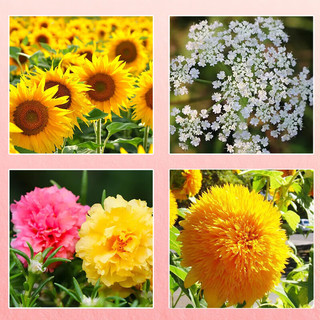 花沃里 10款花种子套餐 花卉种子组合太阳花凤仙花向日葵四季种野花