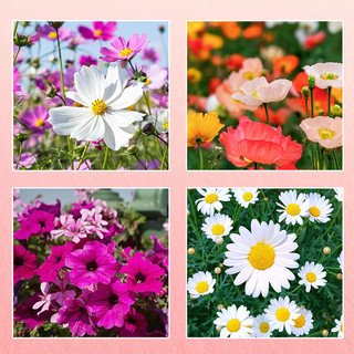 花沃里 10款花种子套餐 花卉种子组合太阳花凤仙花向日葵四季种野花