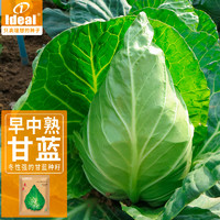 IDEAL理想农业  包菜种子甘蓝绿种籽蔬菜种籽卷心菜包菜孑菜籽5g*1袋