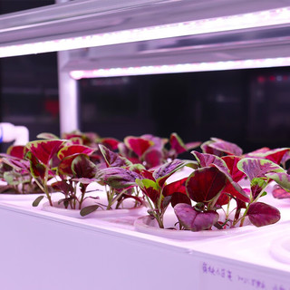 朵咔园艺家庭智能种菜机自动室内多层水培蔬菜种植机无土栽培设备神器植物