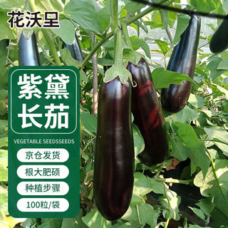 花沃里紫色长茄100粒/包 蔬菜种子四季蔬菜种籽速成菜阳台盆栽庭院田间