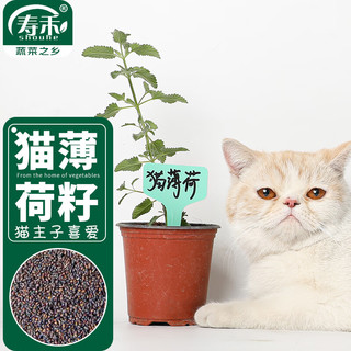 寿禾 猫薄荷种子盆栽易种猫零食种籽 潍育寿艺猫薄荷种子1千粒