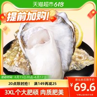BEISILING 贝司令 鲜活乳山生蚝3XL新鲜牡蛎