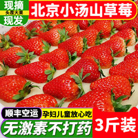 珍鲜集北京小汤山草莓新鲜红颜奶油大草莓现摘应季孕妇水果 2斤尝鲜装 单果20-25克中小果