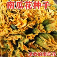 食用南瓜花种子 嫩南瓜种子菜南瓜种子 青瓜种籽南瓜苗南瓜藤种子