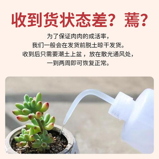 嗨绿多肉植物肉肉大颗好养精品绿植花卉吉娃娃桃蛋红宝石蒂亚女王D1 D41克拉夫