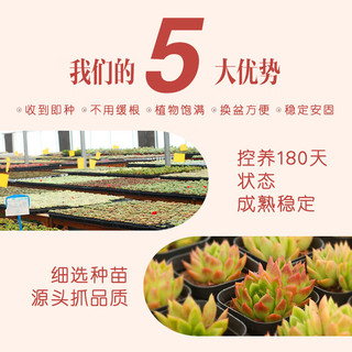 嗨绿多肉植物肉肉大颗好养精品绿植花卉巧克力樱桃姬胧月冬云格林D2 D86璀璨