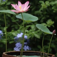 HONGYUE 虹越 碗莲种藕迷你荷花花卉观花水培植物花苗室内阳台种植小微型