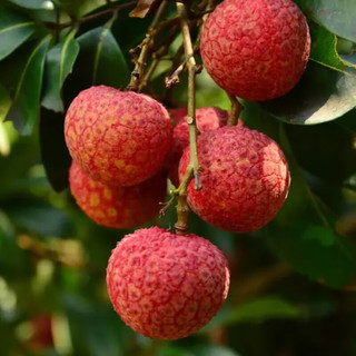 乡语小吖海南白糖罂荔枝 净重2.6-3斤 带枝叶 新鲜水果 生鲜