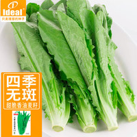 IDEAL理想农业 油麦菜种子耐热生菜农家四季蔬菜种孑小青菜菜籽10g*1袋