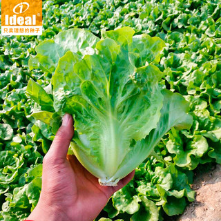 IDEAL理想农业 四季耐抽薹生菜种子蔬菜种籽家庭种植速生菜籽50g*1罐