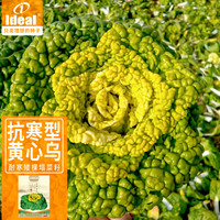 IDEAL理想农业 黄心乌菜种子耐寒乌塌菜雪里金花青菜蔬菜种籽10g*1袋