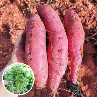 寿禾 红薯苗地瓜苗批发蜜薯紫薯糖心蔬菜苗不带土 西瓜红红薯苗 50棵