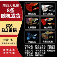 孔雀鱼 观赏鱼水族活体孔雀鱼热带鱼小型淡水鱼苗 随机发出