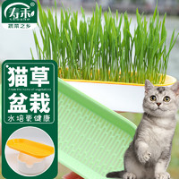 寿禾 猫草种子套装猫零食去毛球种植盒 猫草种子种植盒套装-果色橙