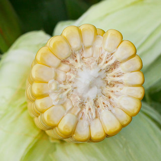 寿禾水果玉米种子可生吃春季菜籽 斯达甜221玉米种子100g*3袋(大规格)
