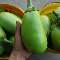 京营青茄子新鲜绿圆茄子现摘现发当季蔬菜生吃农家自种整箱绿皮青皮 3斤现摘