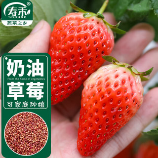 寿禾 奶油草莓种子四季盆栽水果种籽 潍育寿甜奶油草莓种子2g约2200粒