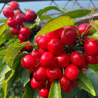 萃俪 大连樱桃露天现摘现发新鲜水果车厘子2/3/5斤装果径18-30mm 大果2斤装