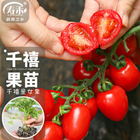 寿禾 圣女果苗口感型小番茄蔬菜苗 潍育千禧果苗6棵