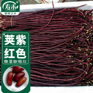 寿禾 红豇豆种子紫长豆角四季蔬菜种籽 潍育朱妍红豇豆种子20g