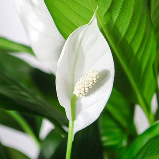 苏墨的墨 白掌一帆风顺花卉桌面小盆栽好养的室内绿植四季开花 白掌加仑盆