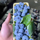 精选蓝莓 3斤装 单果14mm+