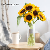 PLUS会员：FlowerPlus 花加 鲜花 向日葵5枝