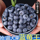 新鲜蓝莓 3斤 单果12mm+