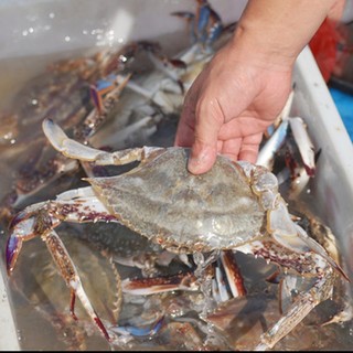 京鲜生（mr seafood） 鲜活海鲜白虾 大虾 大龙虾 基围虾 鲜活梭子蟹\兰花蟹4-5两\只