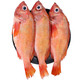  尊利渔 冷冻红石斑鱼整条深海 750-800g/条　