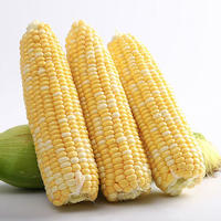 半亩庄园 新鲜水果玉米带壳 净重4.5斤（4-7个）