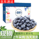 新鲜蓝莓  3斤 单果15+mm