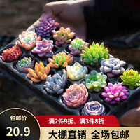 香远花邺 多肉盆栽 2棵多肉+2个盆+1包土