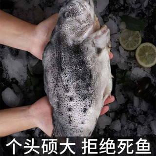 樵村渔夫海参斑鱼 冰岛 新鲜去内脏 深海鱼海鲜水产生鲜鱼类 海参斑  3-3.4斤/条
