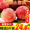京愿 新鲜水蜜桃 毛桃脆甜桃子 红不软 当季生鲜水果 精选5斤装（净重4.5-5斤）