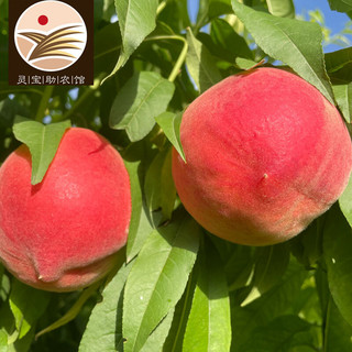 豫宝灵宝大桃子 水蜜桃  品质水果 脆桃红不软 产地助农家乡味道 5斤桃子