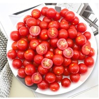GREER 绿行者 红樱桃番茄  1.5kg