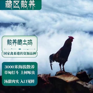 卡拉达 藏区散养一年以上藏土鸡1.5kg老母鸡农家走地鸡跑步鸡月子鸡生鲜