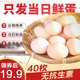 晋龙食品 鸡蛋新鲜鸡蛋(平均单枚45g左右)40枚 红心蛋晋龙