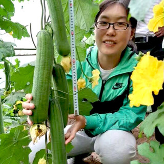 寿禾 shouhe肉丝瓜种子种籽秧苗孑子菜苗幼苗蔬菜白四季苗秧盆栽带土老品种香