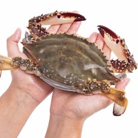 PLUS会员：鲜尝态 东海梭子蟹 5-6只 单只200g-300g 1.3kg