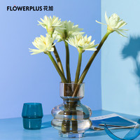 FlowerPlus 花加 黄色睡莲10枝产地直发生活鲜花室内办公室桌面装饰鲜花